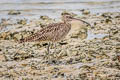 Eurasian Whimbrel Numenius phaeopus variegatus