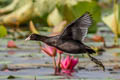 Eurasian Coot