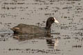 Eurasian Coot Fulica atra atra