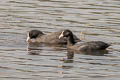 Eurasian Coot Fulica atra atra