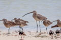 Eurasian Curlew Numenius arquata orientalis