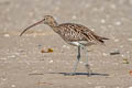 Eurasian Curlew Numenius arquata orientalis