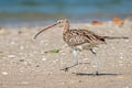 Eurasian Curlew Numenius arquata orientalis