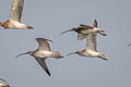 Eurasian Curlew Numenius arquata orientalis