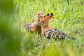 Eurasian Hoopoe Upupa epops longirstris