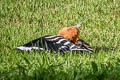 Eurasian Hoopoe Upupa epops longirstris