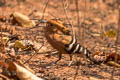 Eurasian Hoopoe Upupa epops longirstris