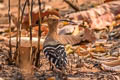 Eurasian Hoopoe Upupa epops longirstris