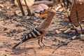 Eurasian Hoopoe Upupa epops longirstris