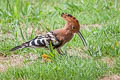 Eurasian Hoopoe Upupa epops longirstris