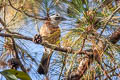 Eurasian Jay Garrulus glandarius leucotis