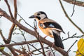 Eurasian Jay Garrulus glandarius leucotis