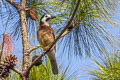 Eurasian Jay Garrulus glandarius leucotis