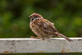 Eurasian Tree Sparrow Passer montanus malaccensis