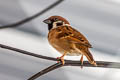 Eurasian Tree Sparrow Passer montanus malaccensis