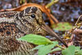 Eurasian Woodcock Scolopax rusticola 