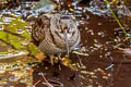 Eurasian Woodcock Scolopax rusticola 