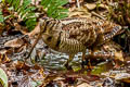 Eurasian Woodcock Scolopax rusticola 