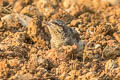 Eurasian Wryneck Jynx torquilla chinensis