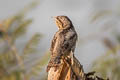 Eurasian Wryneck Jynx torquilla chinensis
