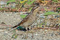 Eurasian Wryneck Jynx torquilla chinensis