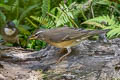 Eyebrowed Thrush Turdus obscurus 