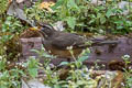 Eyebrowed Thrush Turdus obscurus 