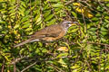 Eyebrowed Thrush Turdus obscurus 