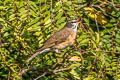 Eyebrowed Thrush Turdus obscurus 