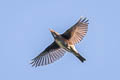 Eyebrowed Thrush Turdus obscurus 