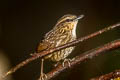 Eyebrowed Wren-Babbler Napothera epilepidota davisoni