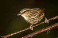 Eyebrowed Wren-Babbler Napothera epilepidota davisoni