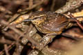 Eyebrowed Wren-Babbler Napothera epilepidota davisoni