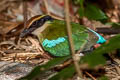 Fairy Pitta Pitta nympha