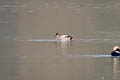 Falcated Duck Mareca falcata