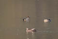 Falcated Duck Mareca falcata