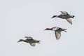 Falcated Duck Mareca falcata