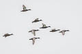 Falcated Duck Mareca falcata