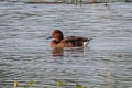 Ferruginous Duck Aythya nyroca