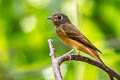 Ferruginous Flycatcher Muscicapa ferruginea