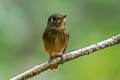 Ferruginous Flycatcher Muscicapa ferruginea