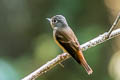 Ferruginous Flycatcher Muscicapa ferruginea