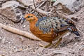 Ferruginous Partridge Caloperdix oculeus oculeus