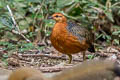 Ferruginous Partridge Caloperdix oculeus oculeus