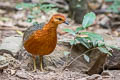 Ferruginous Partridge Caloperdix oculeus oculeus