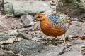 Ferruginous Partridge Caloperdix oculeus oculeus