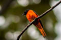 Fiery Minivet Pericrocotus igneus igneus 