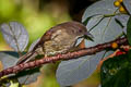 Finsch's Bulbul Iole finschii