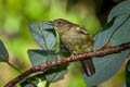 Finsch's Bulbul Iole finschii