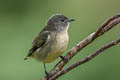 Fire-breasted Flowerpecker ignipectus ignipectus